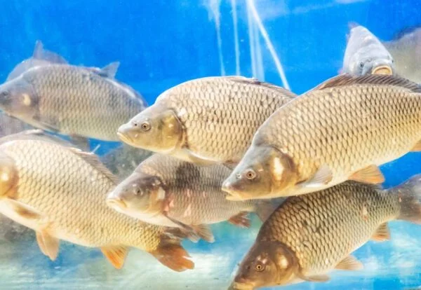 The Antibiotic-Free Solution for Aquaculture
