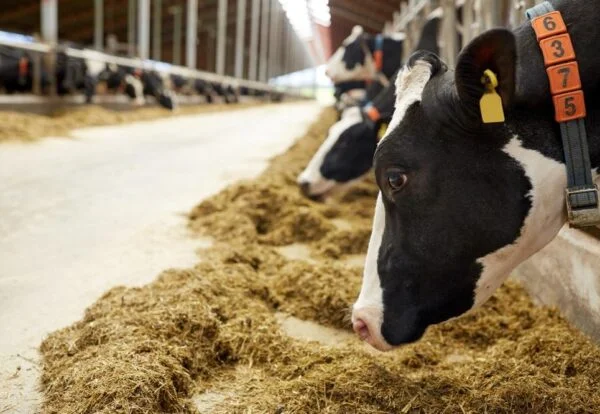 Protivity The Benefits of Feeding Less Protein to Dairy Cows Protivity