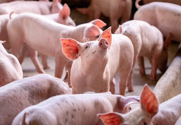 The Impact of Mycotoxin Contamination in Swine Feed